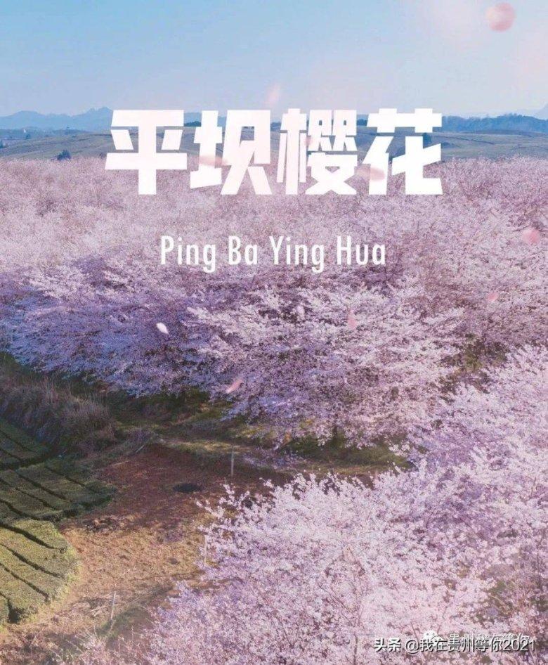 胖小猫救援